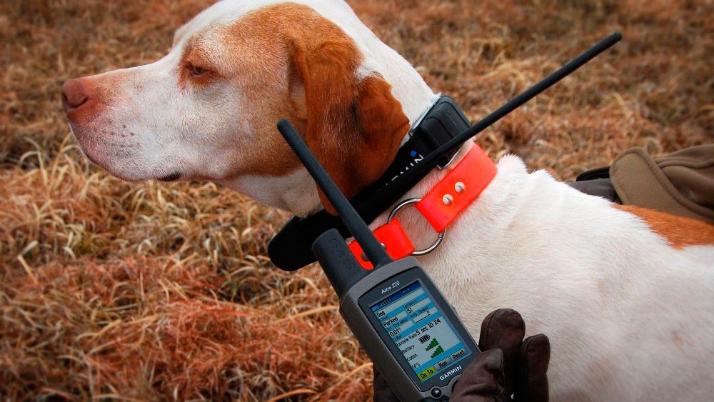 Электронный ошейник для собак 